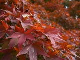 ファイル名: P1100470R.jpg
ファイルサイズ: 40.3KB P1100470R