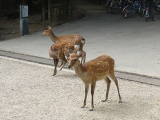 ファイル名: P1160065.jpg
ファイルサイズ: 87KB P1160065