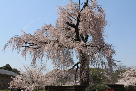 ファイル名: IMG1640.jpg
ファイルサイズ: 182.3KB IMG1640