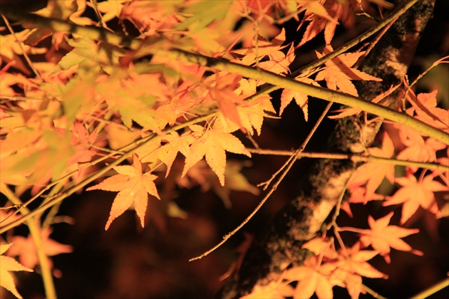 ファイル名: IMG3416.jpg
ファイルサイズ: 272.5KB IMG3416